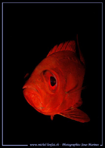 Red on Black... Beautiful Encounter... Que du bonheur... ... by Michel Lonfat 